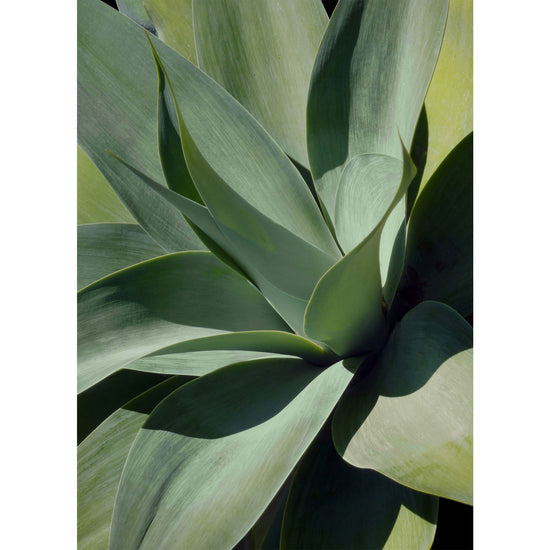 Shadow Agave Acrylic 1